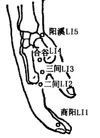 Hegu(LI4) Hegu(LI4)