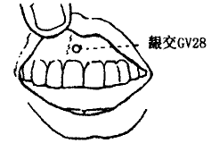 Yinjiao(GV28) Yinjiao(GV28)