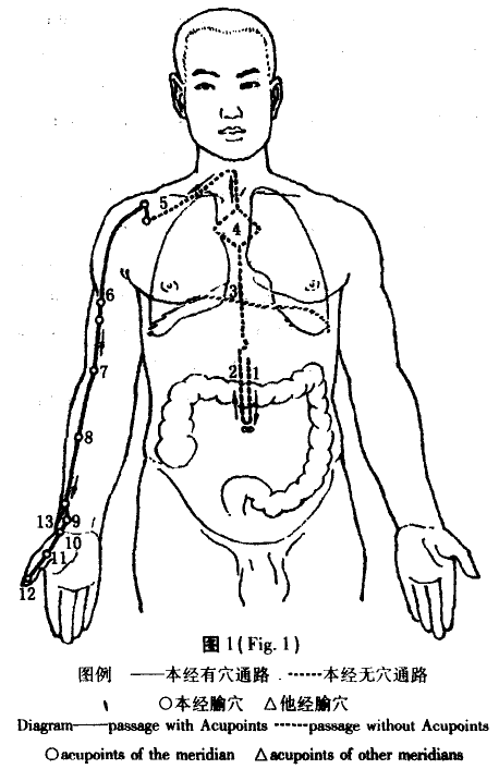 The Lung Meridian of Hand Taiyin