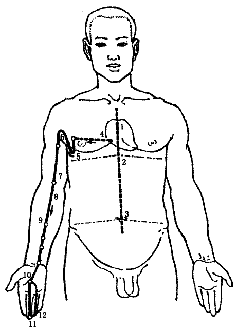 The Pericardium Meridian of Hand Jueyin The Pericardium Meridian of Hand Jueyin