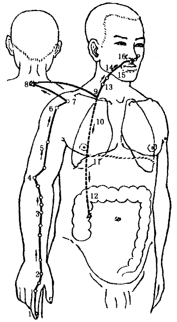 The Large Intestine Meridian of Hand Yangming The Large Intestine Meridian of Hand Yangming