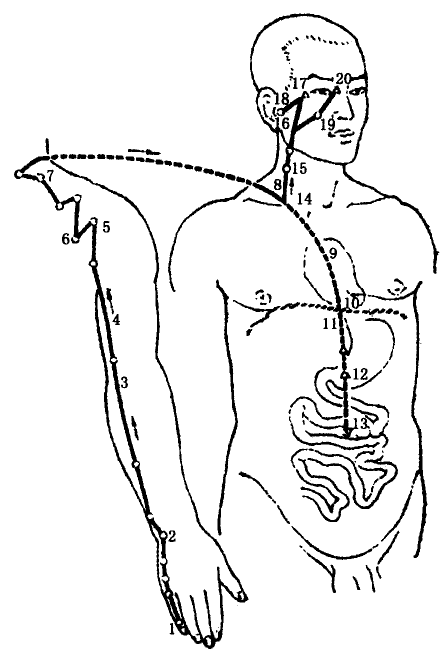 The Small Intestine Meridian of Hand Taiyang The Small Intestine Meridian of Hand Taiyang