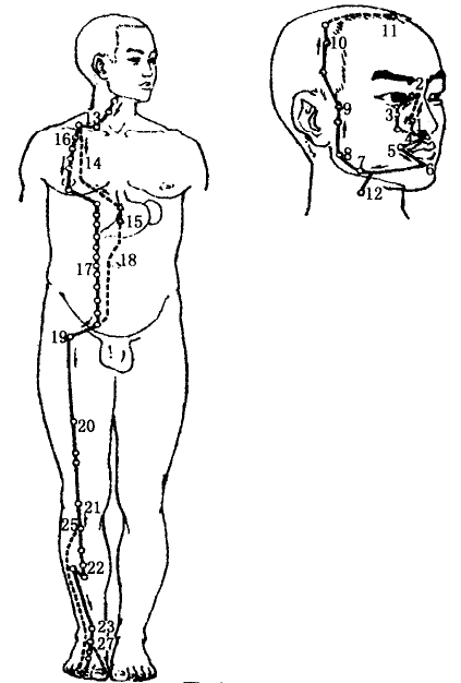 The Stomach Meridian of Foot Yangming