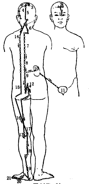 The Bladder Meridian of Foot Taiyang The Bladder Meridian of Foot Taiyang