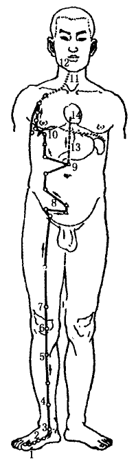 The Spleen Meridian of Foot Taiyin The Spleen Meridian of Foot Taiyin