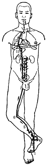 The Kidney Meridian of Foot Shaoyin The Kidney Meridian of Foot Shaoyin