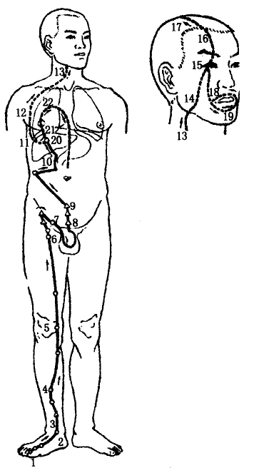 The Liver Meridian of Foot Jueyin