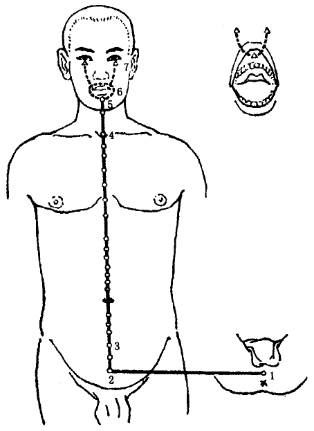 The Conception Vessel The Conception Vessel