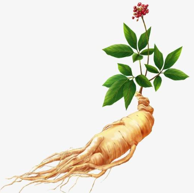 Ginseng Ginseng