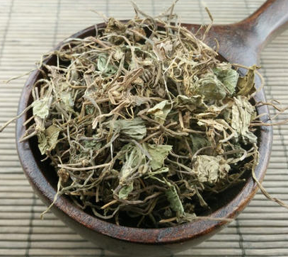 积雪草 积雪草