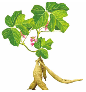 Gegen(Radix Puerariae Lobatae) Gegen(Radix Puerariae Lobatae)