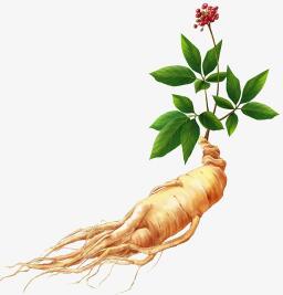 Ginseng