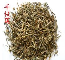 Banzhilian (Herba Scutellariae Barbatae) Banzhilian (Herba Scutellariae Barbatae)