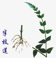 Banzhilian (Herba Scutellariae Barbatae) Banzhilian (Herba Scutellariae Barbatae)