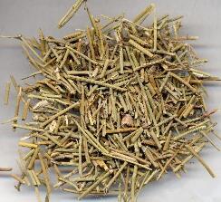 ephedra ephedra
