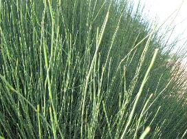Ephedra Ephedra