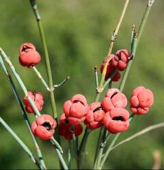 Ephedra Ephedra